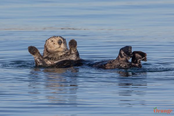 Sea Otter