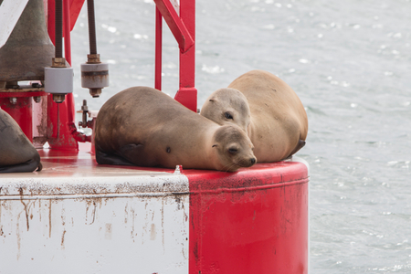 Sea lion Sea Lion
