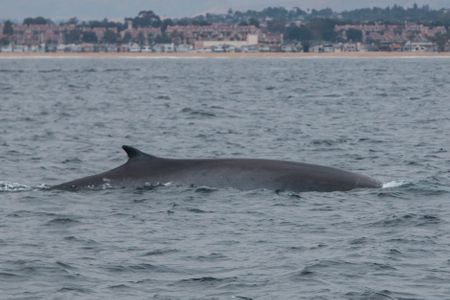 Fin Whale