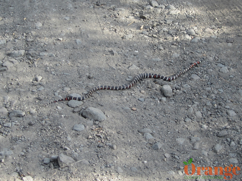 Coast Mountain Kingsnake Coast Mountain Kingsnake