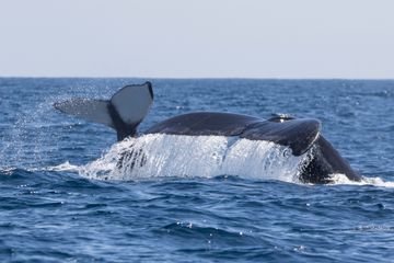 Cow/calf humpback whale Cow/calf humpback whale