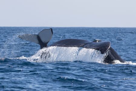 Cow/calf humpback whale