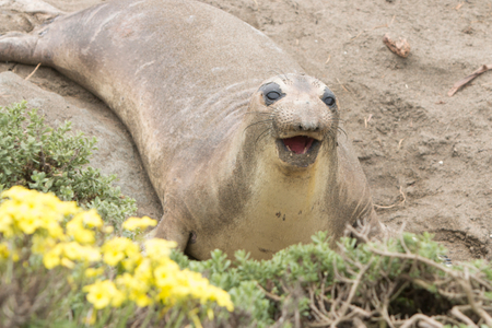 Elephant Seal at San Simeon Elephant Seal