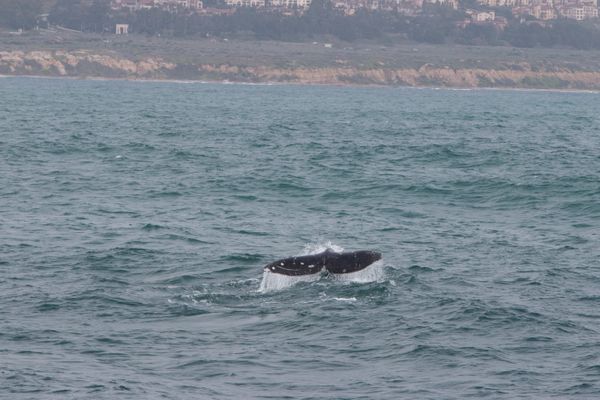 Gray Whale Fluke