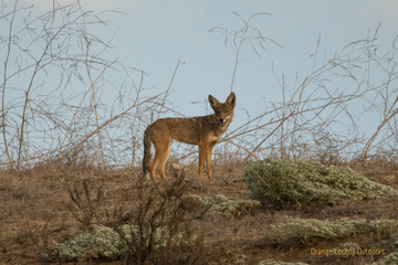 Coyote in Trabuco Canyon Coyote