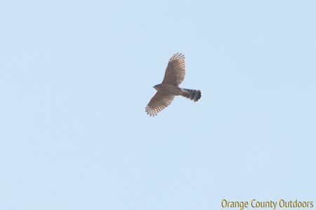 Cooper's Hawk Cooper's Hawk