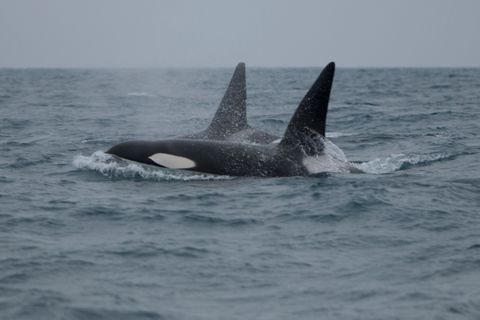 Killer Whales from the CA-51 pod