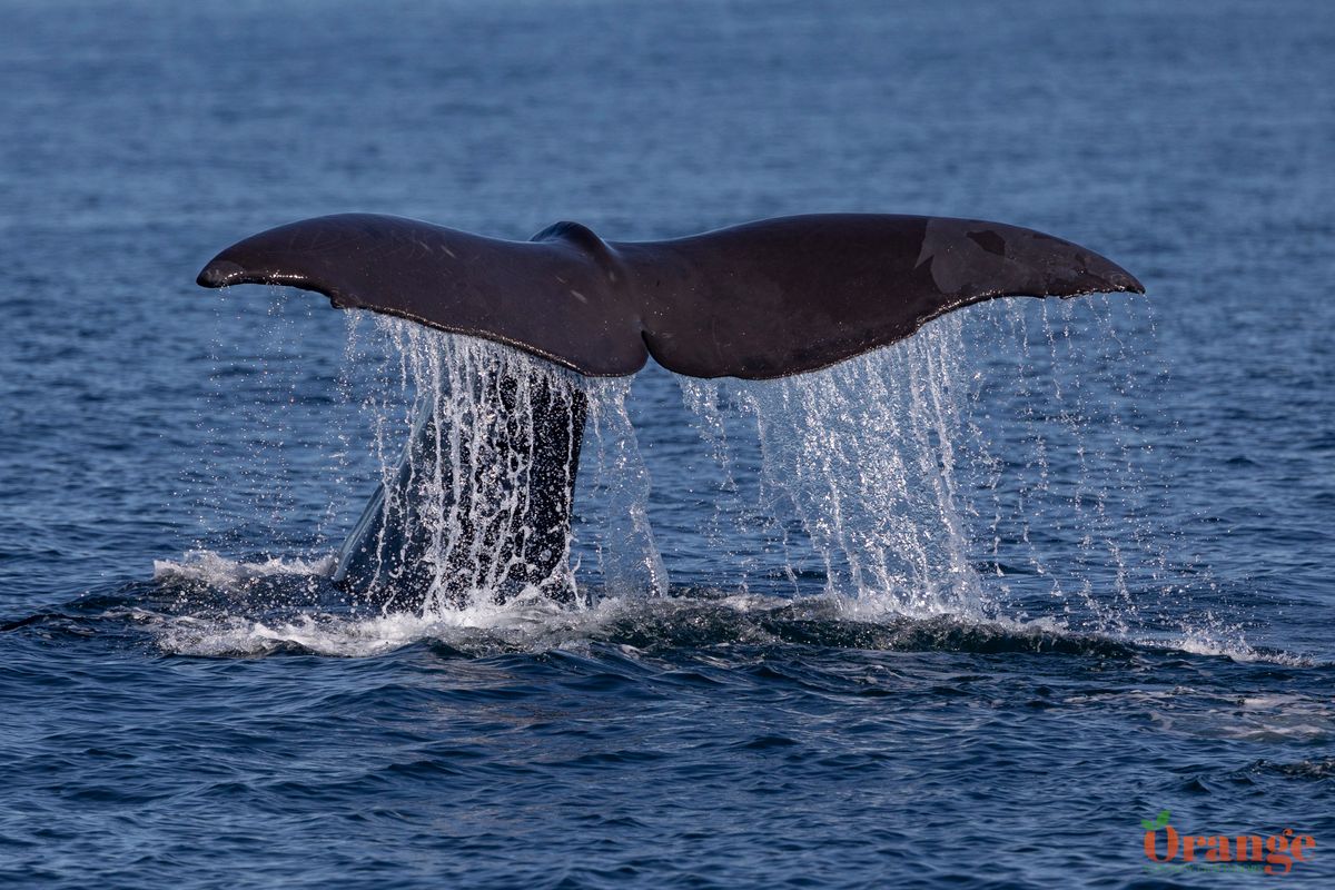 Sperm Whale