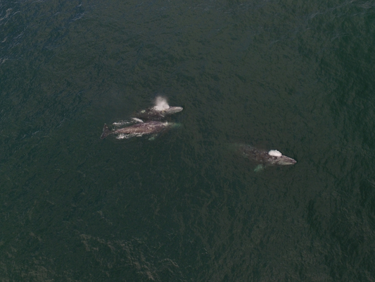 3 gray whales Gray Whale
