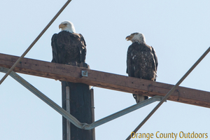 Bald eagles in Orange County Bald Eagle