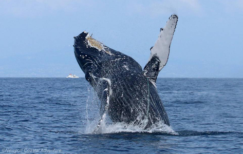Entangled humpback whale Entangled humpback whale