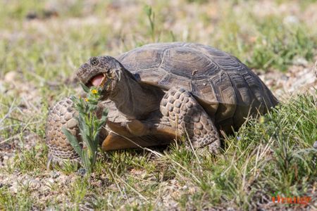 Desert Tortoise at Mojave National Preserve Desert Tortoise