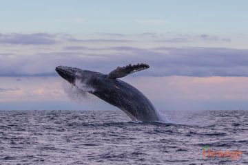 Humpback whale at sunset Humpback Whale