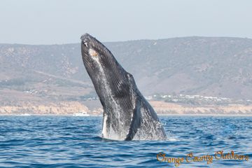 Humpback Whale with Newport Beach in background Humpback Whale