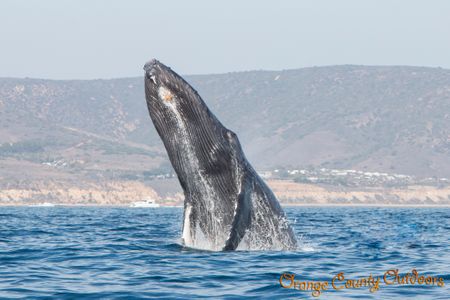 Humpback Whale