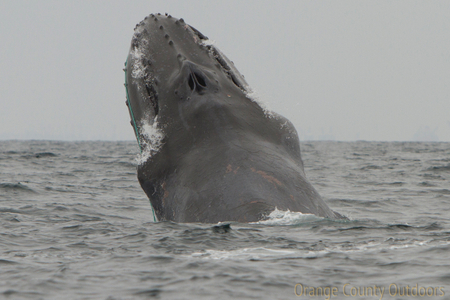 Scarlet entangled humpback whale Scarlet entangled humpback whale