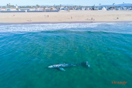 Gray Whale