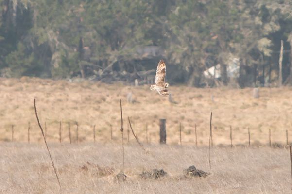 Short-eared Owl