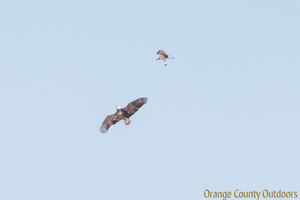 Bald eagle and osprey in a mid-air battle Bald Eagle