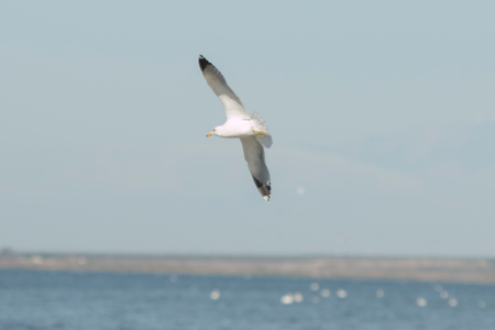 Yellow-footed gull at Salton Sea Salton Sea