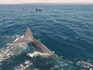 Blue Whale Blue Whale