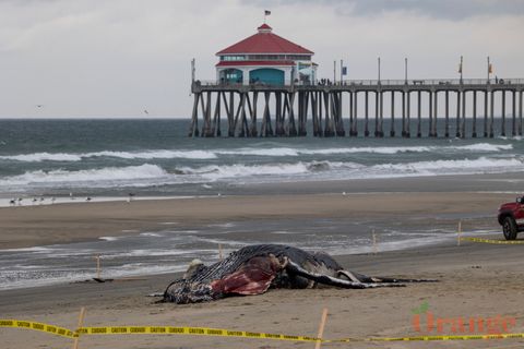 Dead humpback whale