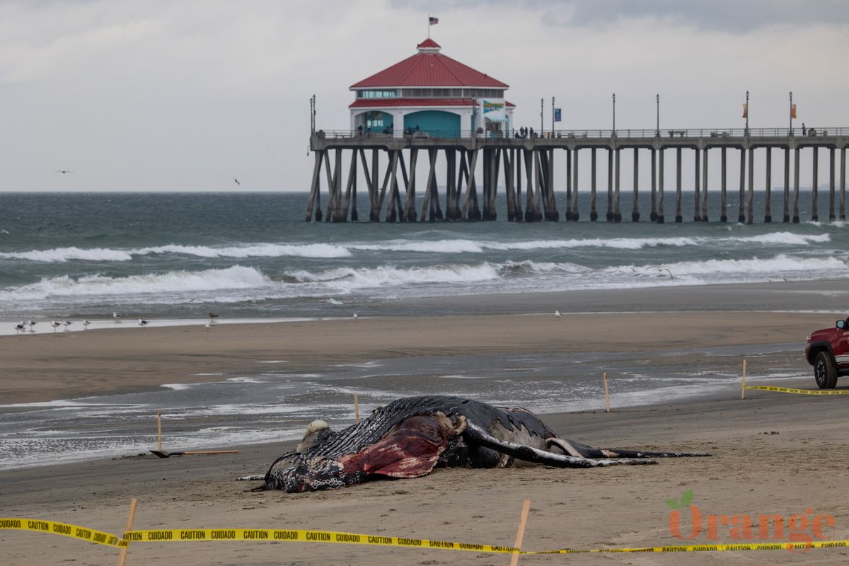 Dead humpback whale Dead humpback whale