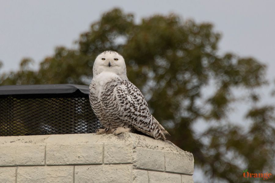 Snowy Owl