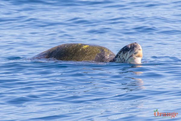 Olive Ridley Sea Turtle