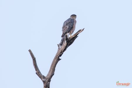 Coopers hawk perched on a treetop Coopers Hawk