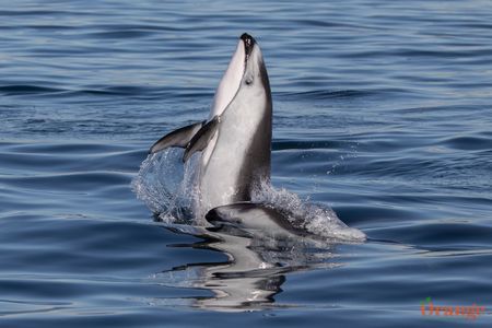 Pacific White-sided dolphin