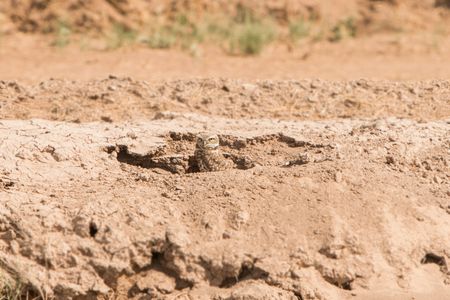 Burrowing owl at Salton Sea Salton Sea