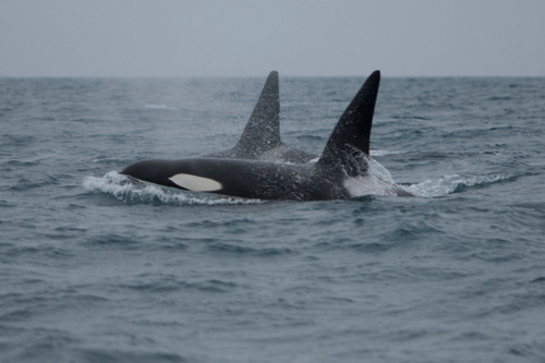 Killer Whales from the CA-51 pod Killer Whales from the CA-51 pod
