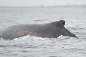 Humpback Whale