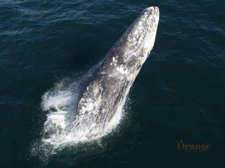 Breaching gray whale viewed from a drone Gray Whale