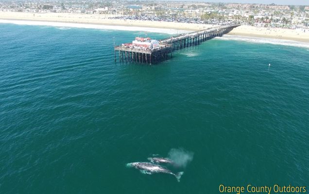 Gray Whale