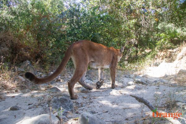 Cookie, the mountain lion in Trabuco Canyon Mountain Lion