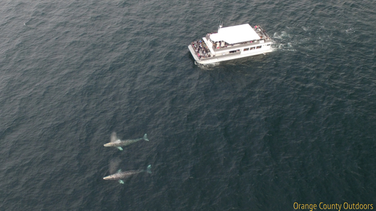 Gray whales emerge right in front of Newport Legacy Gray Whales and Legacy