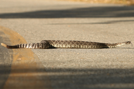 Southern Pacific Rattlesnake crossing an old closed road Southern Pacific Rattlesnake
