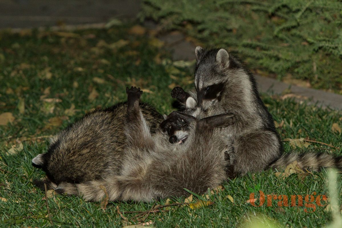Raccoons in Newport Beach Raccoon