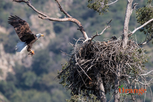 Bald eagle with chicks outside Orange County Bald Eagle