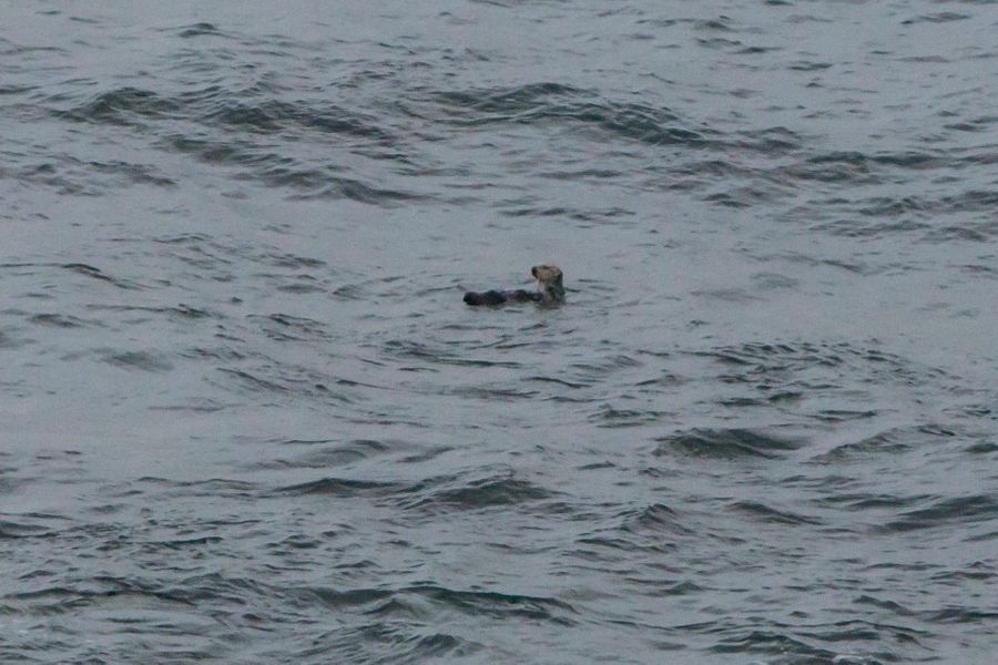 Ollie the sea otter seen from Crystal Cove Sea Otter 4/7/16