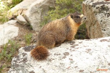 Yellow-bellied marmot Big Pine Lakes