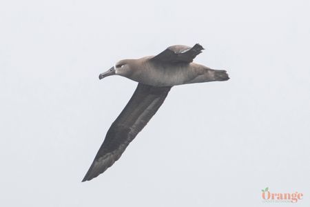 Albatross