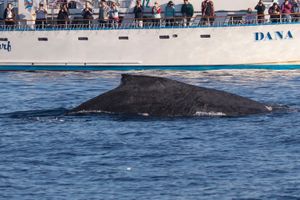 Humpback Whale