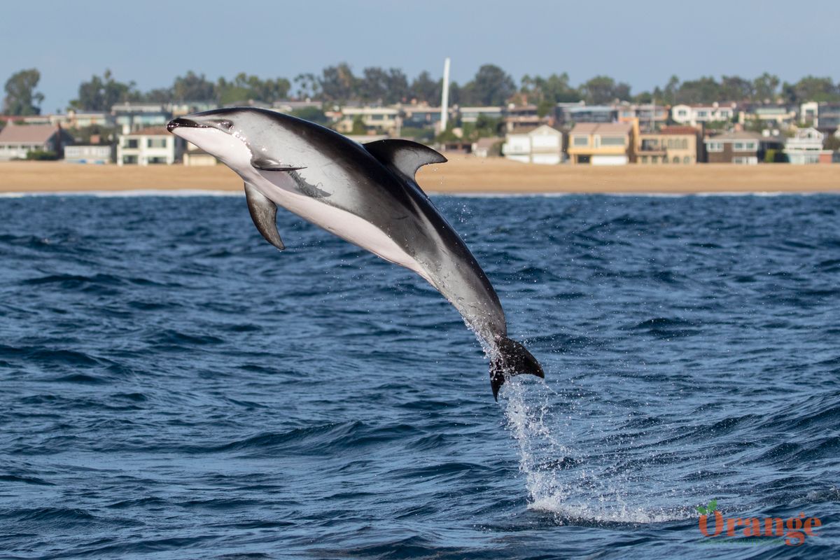 Pacific White-Sided Dolphin