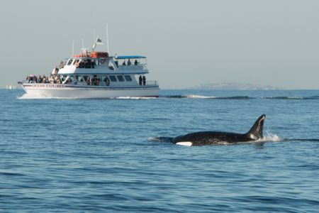 Offshore Orcas
