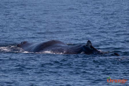 Sperm Whale