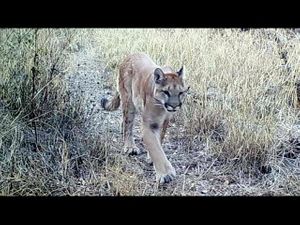 Mountain Lions of Orange County - Orange County Outdoors