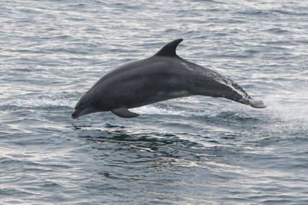 Bottlenose Dolphin